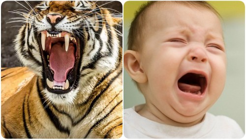 Sức công phá của trẻ con: tiếng khóc ngang hổ gầm, sư tử thét - Ảnh 1.