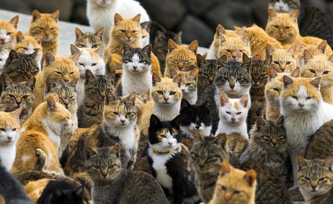 Ở Nhật, có 1 hòn đảo chỉ rộng 1,4km nhưng lại được mệnh danh là Thiên đường của loài mèo - Ảnh 3.