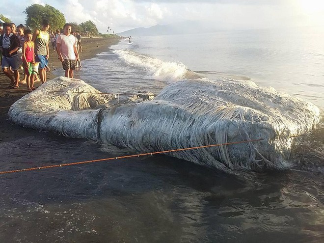 Sinh vật lông lá như đến từ ngoài hành tinh bất ngờ dạt vào bờ biển Philippines - Ảnh 3.