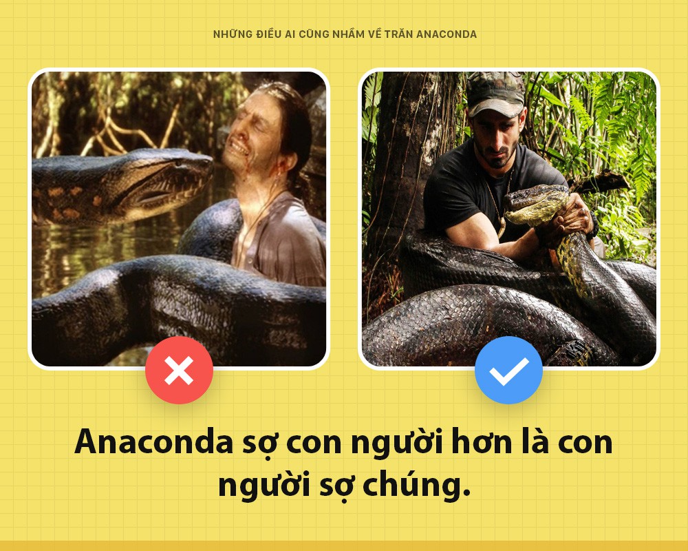 Chào các ông! Tôi là trăn Anaconda và đây toàn là những sự thật các ông vẫn đang hiểu lầm về tôi - Ảnh 3. Chào các ông! Tôi là trăn Anaconda và đây toàn là những sự thật các ông vẫn đang hiểu lầm về tôi - Ảnh 3.