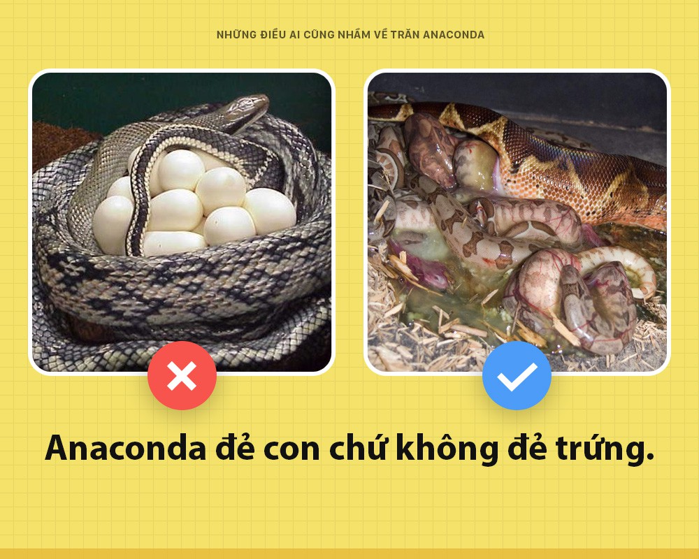Chào các ông! Tôi là trăn Anaconda và đây toàn là những sự thật các ông vẫn đang hiểu lầm về tôi - Ảnh 2. Chào các ông! Tôi là trăn Anaconda và đây toàn là những sự thật các ông vẫn đang hiểu lầm về tôi - Ảnh 2.