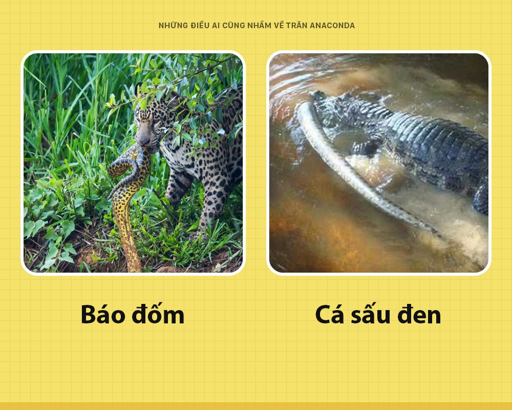 Chào các ông! Tôi là trăn Anaconda và đây toàn là những sự thật các ông vẫn đang hiểu lầm về tôi - Ảnh 1. Chào các ông! Tôi là trăn Anaconda và đây toàn là những sự thật các ông vẫn đang hiểu lầm về tôi - Ảnh 1.