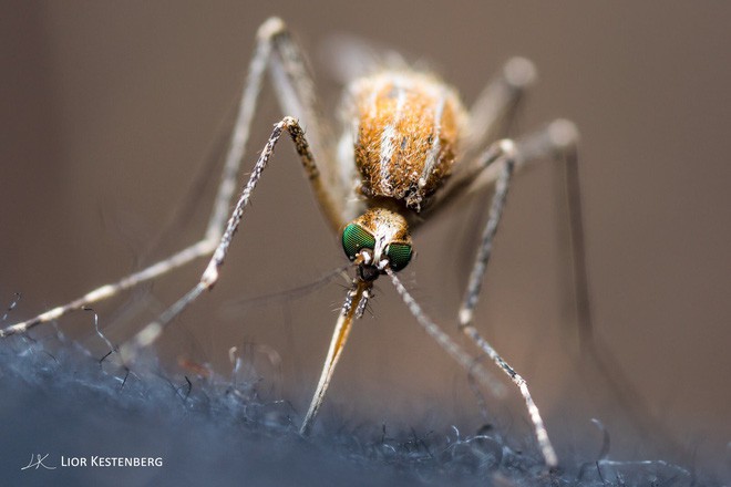 Bằng máu, mồ hôi và hàng chục vết đốt, chàng nhiếp ảnh gia cuối cùng cũng chụp được những bức ảnh hoàn hảo về loài muỗi - Ảnh 4.