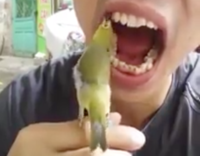Clip: Chú chim biết xỉa răng cho chủ khiến cư dân mạng mơ ước có con pet hữu ích như vậy - Ảnh 2.