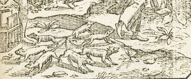 Ph&aacute;t hiện ra s&aacute;u con s&oacute;c bị buộc đu&ocirc;i v&agrave;o nhau, giống hệt với huyền thoại Rat King - Vua Chuột trong lịch sử lo&agrave;i người - Ảnh 2.