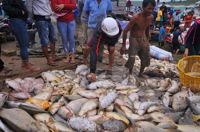 Điều tra nguyên nhân hơn 1,5 ngàn tấn cá bè bị chết đồng loạt - Ảnh 1.