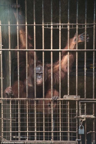 Ảnh: X&oacute;t xa cảnh động vật bị ngược đ&atilde;i tại &ldquo;thi&ecirc;n đường&rdquo; du lịch Bali - Ảnh 1.