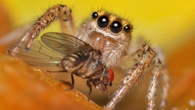 Nhiều người sẽ thốt l&ecirc;n cảm ơn nhện sau khi đọc b&agrave;i viết n&agrave;y - Ảnh 3.