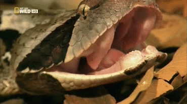 Trông thì nhỏ con vậy mà rắn lại sở hữu 1 thứ có thể nuốt mồi khủng ngon lành - Ảnh 3.