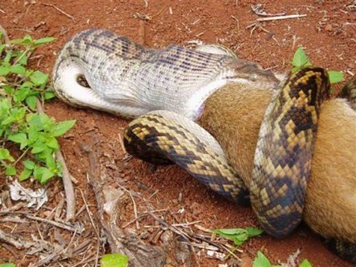 Trông thì nhỏ con vậy mà rắn lại sở hữu 1 thứ có thể nuốt mồi khủng ngon lành - Ảnh 4.