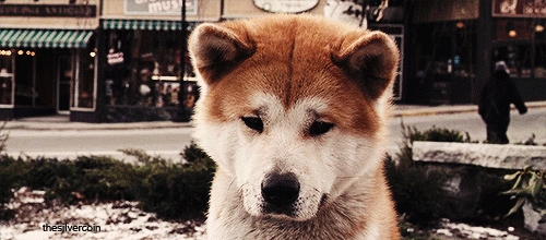 “Hachi: A Dog’s Tale”: Một chú chó có thể dạy bạn những gì, về tình yêu? - Ảnh 7.