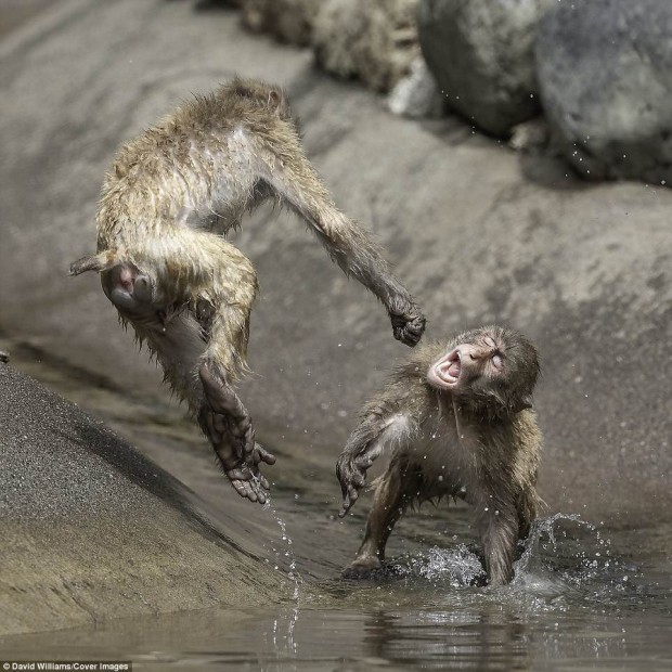 Chú khỉ (Monkey): Bạn có muốn chiêm ngưỡng vẻ đẹp và những hành động vui nhộn của chú khỉ đáng yêu trong những bức ảnh đáng yêu này không? Hãy cùng nhìn ngắm và thưởng thức nhé!