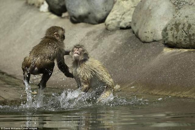Hai chú khỉ đánh nhau tóe lửa giữa công viên Nhật Bản để tranh chức Mỹ Hầu Vương - Ảnh 5.