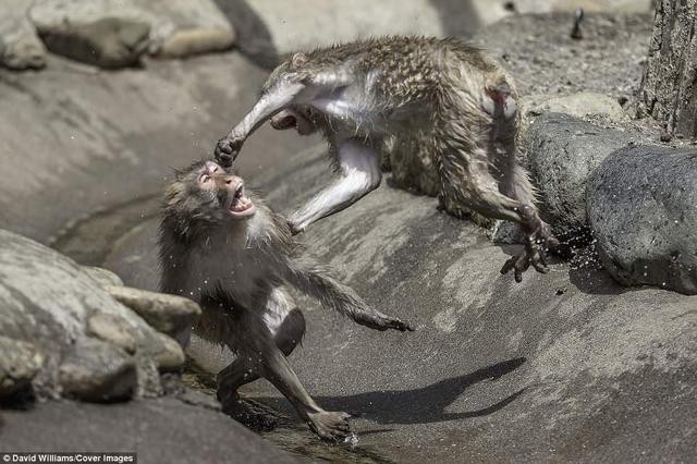 Hai chú khỉ đánh nhau tóe lửa giữa công viên Nhật Bản để tranh chức Mỹ Hầu Vương - Ảnh 7.