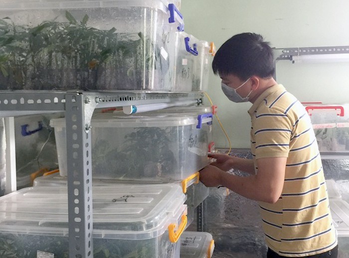 Bắt cựu sinh viên Bách khoa trồng cần sa, truyền đạo trái phép Hội Thánh Đức Chúa Trời Mẹ - Ảnh 2. vuon-can-sa