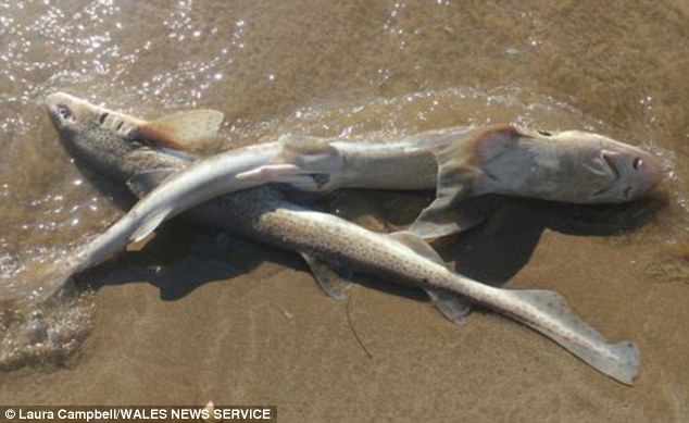 Cá mập chết hàng loạt, hơn 50 con dạt vào bờ biển Anh khiến giới khoa học lo ngại - Ảnh 1.