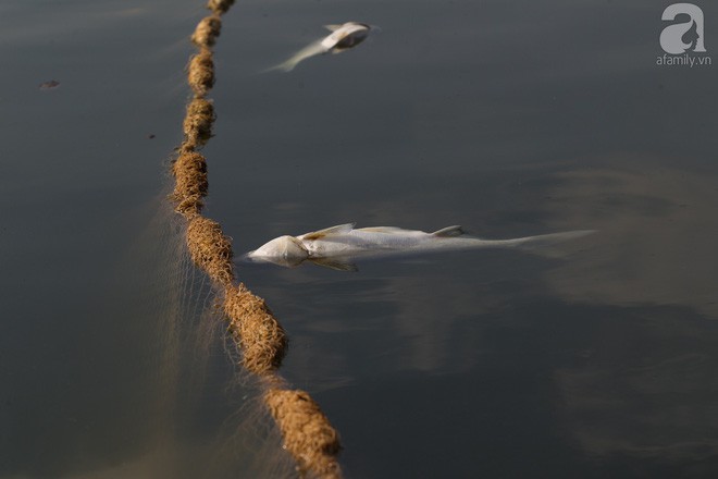 Cá chết bất thường tại hồ Hoàng Cầu: Do thời tiết sáng nắng chiều mưa - Ảnh 1.