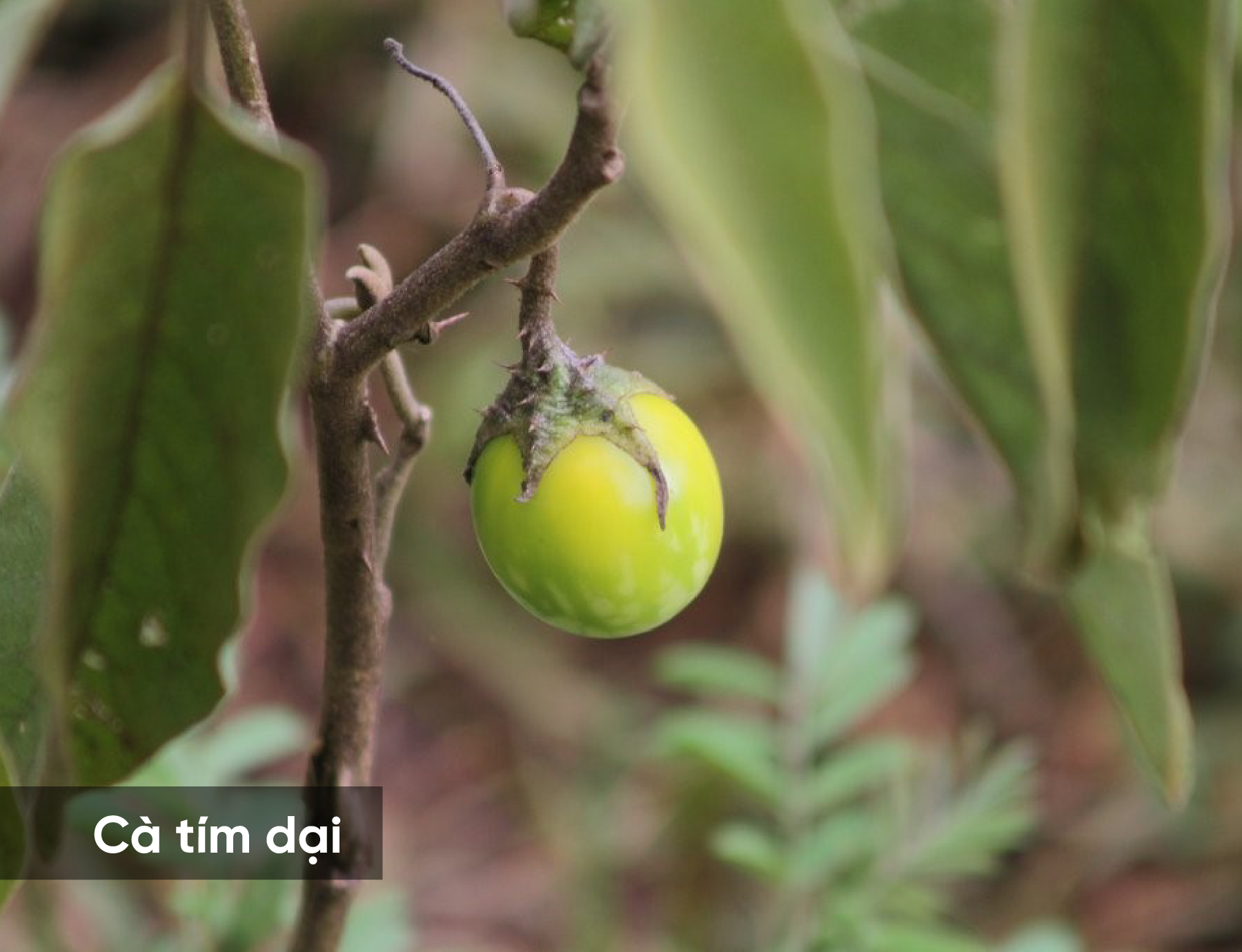 Bất ngờ với h&#236;nh d&#225;ng ng&#224;y xửa ng&#224;y xưa của những loại quả th&#226;n thuộc n&#224;y - Ảnh 2.