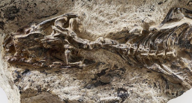 Phát hiện hóa thạch động vật có niên đại 42 triệu năm ở Brazil - Ảnh 1.