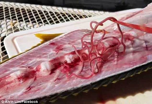 Tình trạng sushi bẩn ở Mỹ và Úc: 8 con giun bò trên một thớ cá, người ăn vào nhiễm sán dây dài tới 1,5m - Ảnh 4.