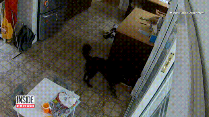 Nu&ocirc;i ch&uacute; ch&oacute; th&acirc;n thiện qu&aacute; cũng khổ, ăn trộm v&agrave;o tận ph&ograve;ng m&agrave; n&oacute; c&ograve;n vẫy t&iacute;t cả đu&ocirc;i mừng rỡ đến thế n&agrave;y đ&acirc;y - Ảnh 2.