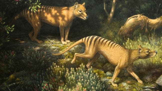 Loài hổ vằn có túi đã tuyệt chủng gần 100 năm trước phải chăng sắp được hồi sinh? - Ảnh 2.