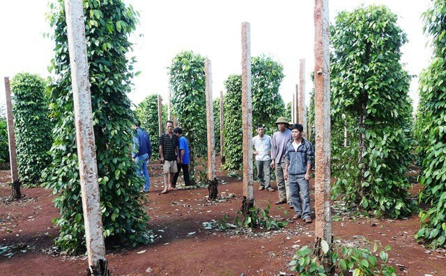 Kẻ gian lẻn vào cắt sát gốc vườn tiêu, chủ vườn nói nhóm xăm trổ từng đòi đưa 600 triệu - Ảnh 1. Kẻ gian lẻn vào cắt sát gốc vườn tiêu, chủ vườn nói nhóm xăm trổ từng đòi đưa 600 triệu - Ảnh 1.