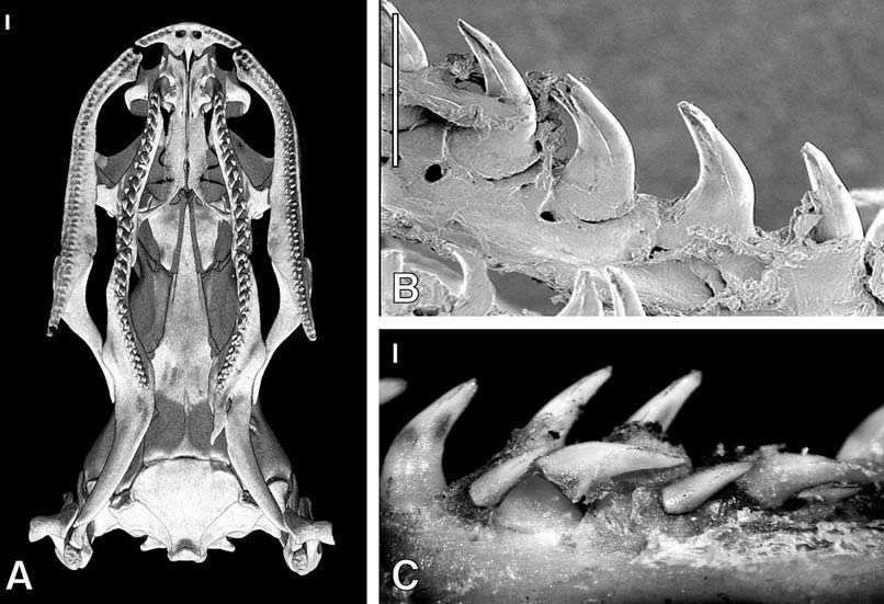 Loài rắn này cực lạ kỳ với khả năng phát ra màu sắc óng ánh dưới ánh nắng, có rất nhiều ở Việt Nam A-ct-scan-showing-ventral-view-of-the-skull-in-xenopeltis-unicolor-fmnh-148900-b-15287269993711409955172