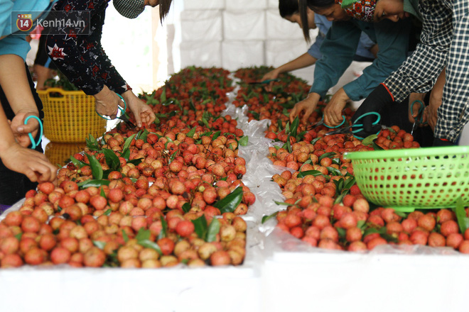 Về Bắc Giang thăm người dân Lục Ngạn trước thông tin 10 ngàn 3kg vải thiều: Làm gì có chuyện chúng tôi ném vải xuống sông - Ảnh 4.