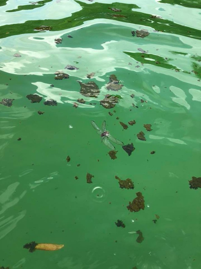 Giám đốc khu du lịch Khoang Xanh - Suối Tiên lên tiếng về hình ảnh rong rêu, xác côn trùng nổi đầy trong bể bơi - Ảnh 3.