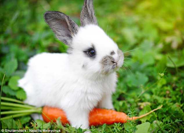 Tất cả chúng ta đã bị lừa: Thỏ không hề thích ăn cà rốt, và ăn vào sẽ phải trả giá đắt - Ảnh 1.