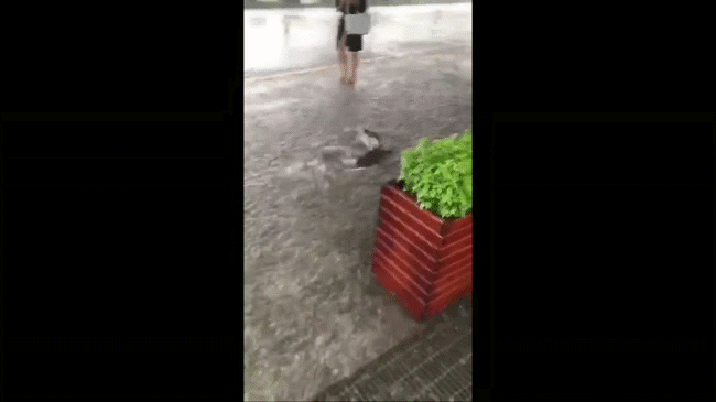 Trung Quốc: Những h&igrave;nh ảnh dở kh&oacute;c dở cười trong m&ugrave;a b&atilde;o lũ ngập lụt - Ảnh 6.