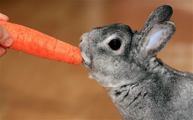 Tất cả chúng ta đã bị lừa: Thỏ không hề thích ăn cà rốt, và ăn vào sẽ phải trả giá đắt - Ảnh 2.