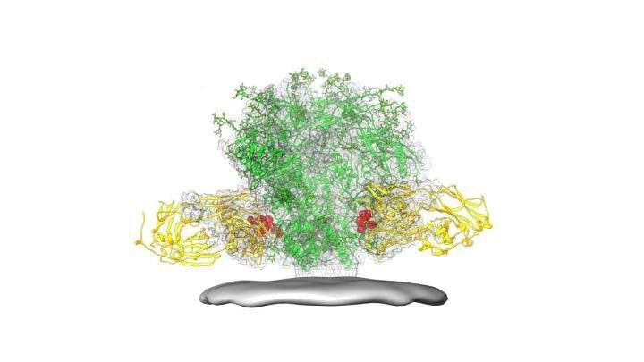 Chỉ còn 1 năm nữa, vaccine chống HIV sẽ chính thức được thử nghiệm trên người - Ảnh 2. Chỉ còn 1 năm nữa, vaccine chống HIV sẽ chính thức được thử nghiệm trên người - Ảnh 2.