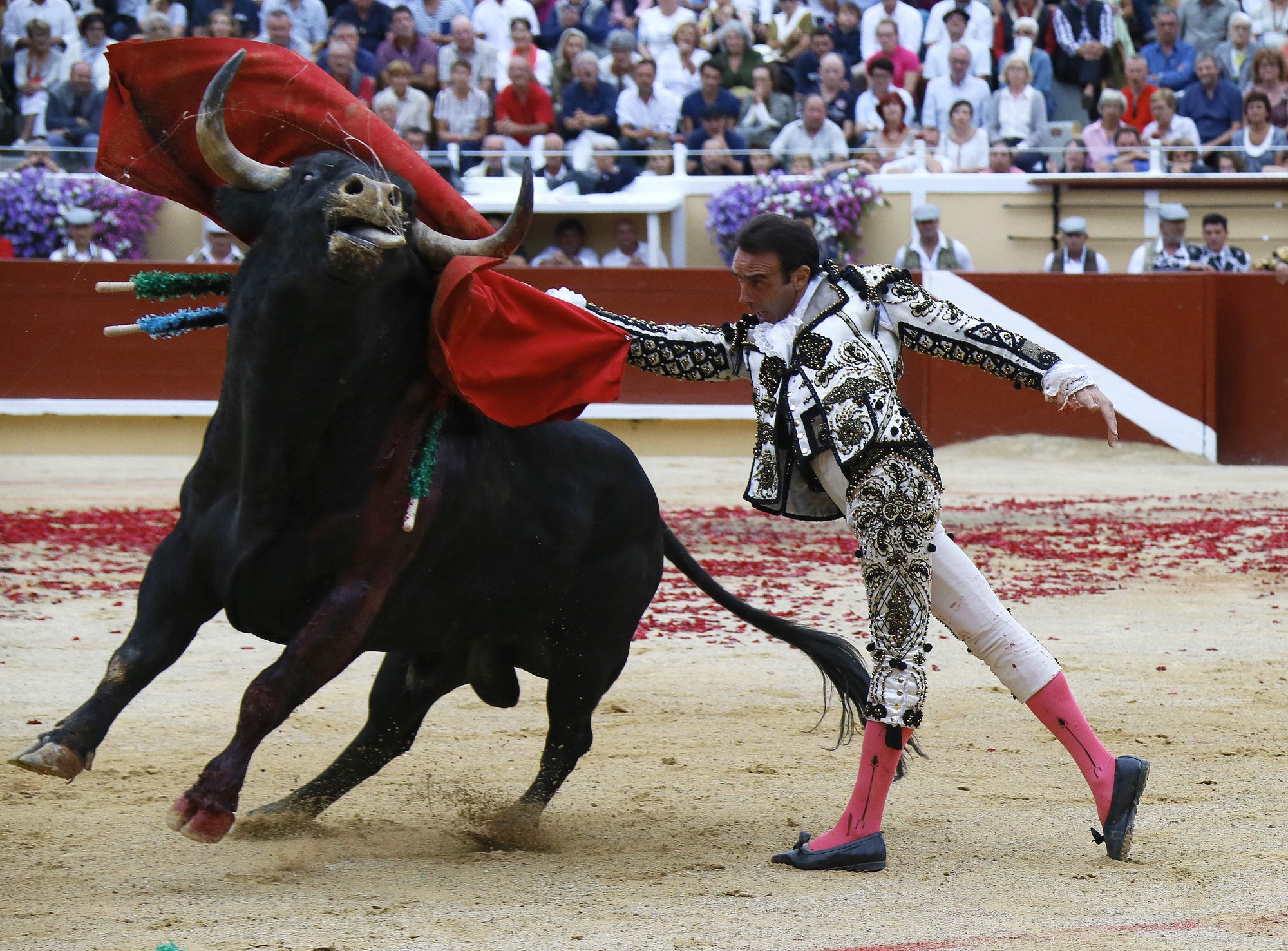 Bò tót thật ra chẳng ghét màu đỏ như ta lầm tưởng, chúng nổi điên tấn công dũng sĩ đấu bò hóa ra là vì điều này - Ảnh 1. Bò tót thật ra chẳng ghét màu đỏ như ta lầm tưởng, chúng nổi điên tấn công dũng sĩ đấu bò hóa ra là vì điều này - Ảnh 1.