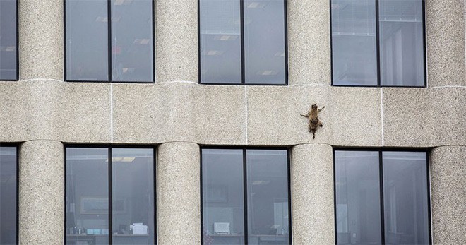 Internet nín thở dõi theo chú gấu mèo liều lĩnh leo lên tòa nhà chọc trời - Ảnh 2.