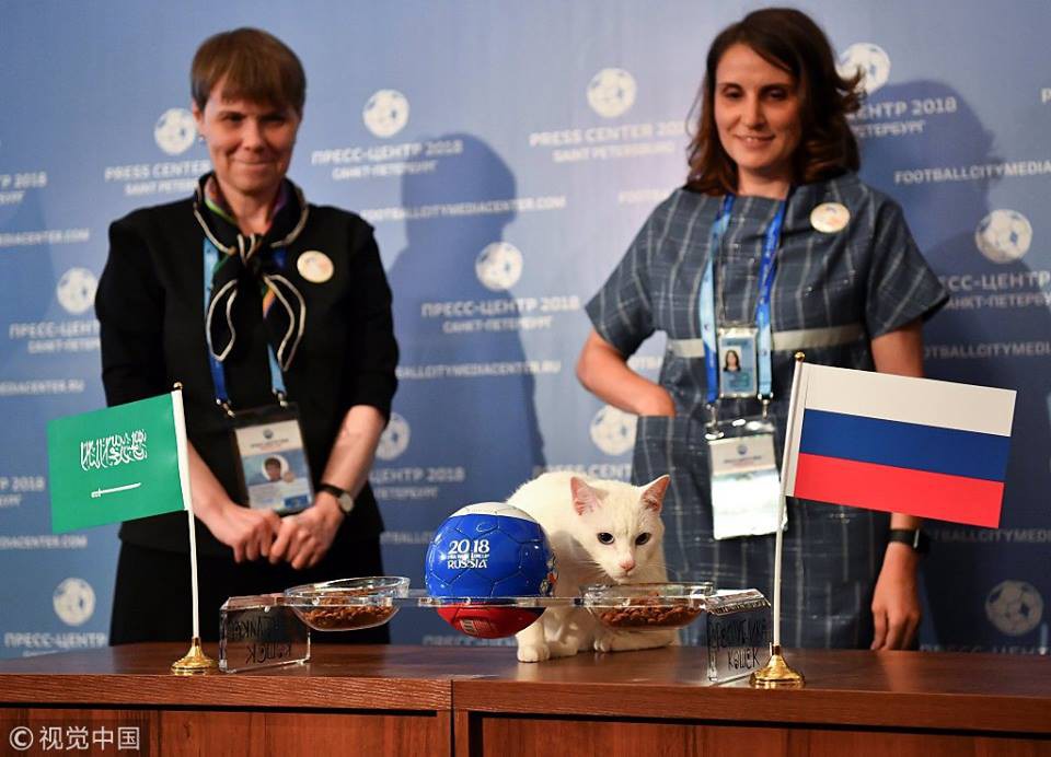 Nhà tiên tri chính thức của World Cup 2018 - chú mèo điếc Achilles đã chọn Nga chiến thắng trong trận đấu khai mạc tối nay - Ảnh 4.