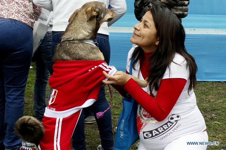 Sốt xình xịch trào lưu mặc trang phục World Cup cho cún cưng - Ảnh 2.