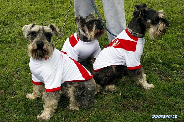 Sốt xình xịch trào lưu mặc trang phục World Cup cho cún cưng - Ảnh 4.