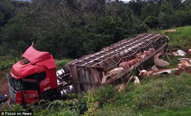 T&agrave;i xế điếng người khi xe chở 120 con lợn bị lật, người d&acirc;n &ugrave;n &ugrave;n chạy ra h&ocirc;i của - Ảnh 1.