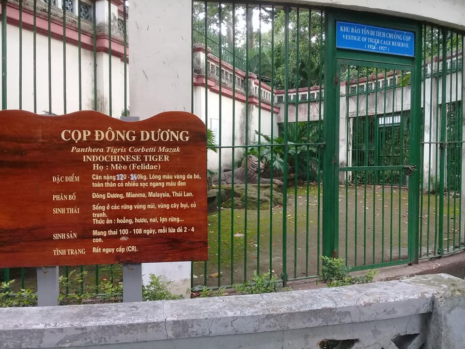 Con hổ bằng bê tông trong Thảo Cầm Viên bất ngờ nổi tiếng trên MXH vì biểu cảm xuất sắc - Ảnh 1. Con hổ bằng bê tông trong Thảo Cầm Viên bất ngờ nổi tiếng trên MXH vì biểu cảm xuất sắc - Ảnh 1.
