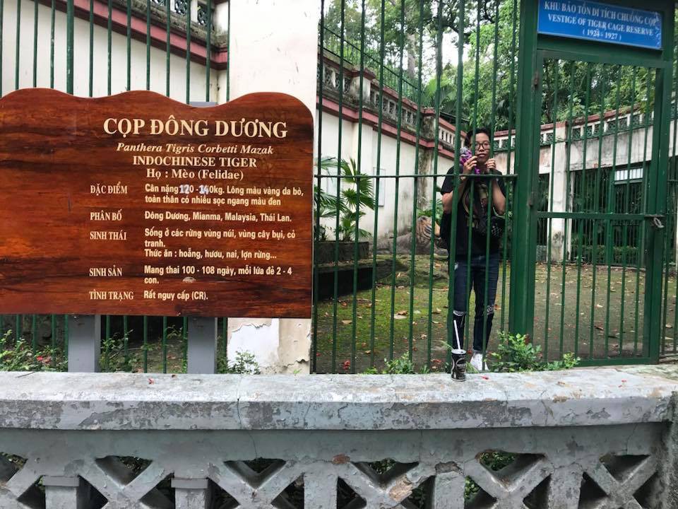 Con hổ bằng bê tông trong Thảo Cầm Viên bất ngờ nổi tiếng trên MXH vì biểu cảm xuất sắc - Ảnh 4. Con hổ bằng bê tông trong Thảo Cầm Viên bất ngờ nổi tiếng trên MXH vì biểu cảm xuất sắc - Ảnh 4.