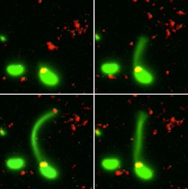 Đoạn video 3 giây ghi lại cảnh vi khuẩn ăn DNA để có thể tiến hóa thành chủng kháng kháng sinh - Ảnh 2.