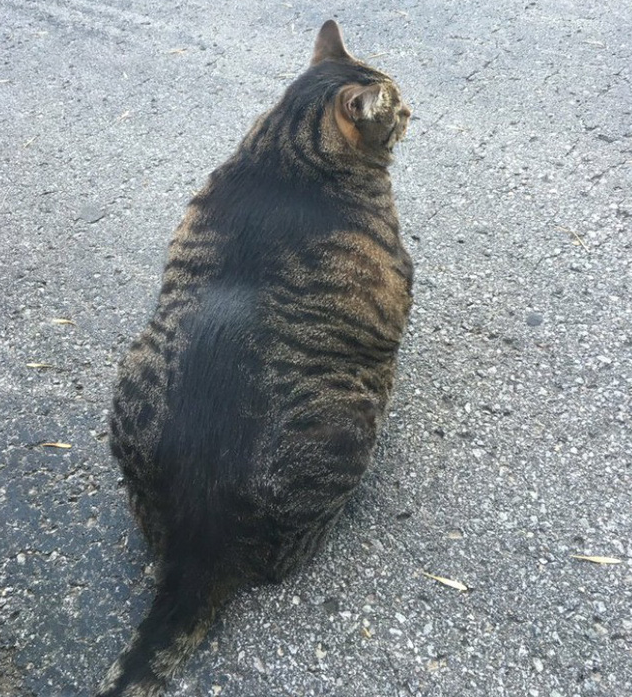 Sở hữu thân hình đô vật, boss mèo cơ bắp gây sốt trên MXH Twitter - Ảnh 3.