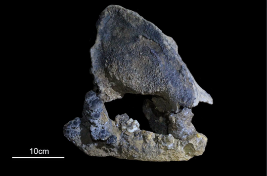Phát hiện gấu trúc kỷ băng hà 22.000 năm tuổi - Ảnh 1.
