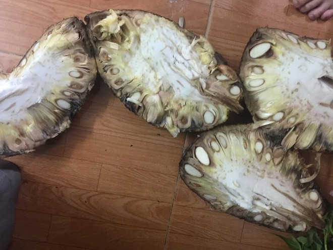 Bổ mít ra không múi đã là chuyện nhàm rồi, đây mít xịn mà vì chủ nâng niu quá đến thối chảy nước mới lạ - Ảnh 1.