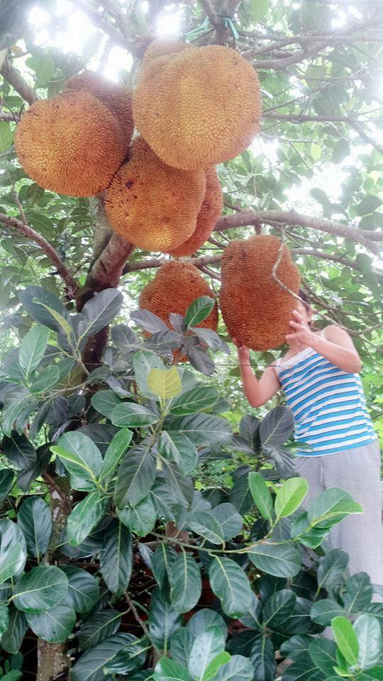 Bổ mít ra không múi đã là chuyện nhàm rồi, đây mít xịn mà vì chủ nâng niu quá đến thối chảy nước mới lạ - Ảnh 4.