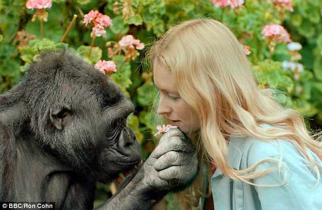 Koko - khỉ đột biết nói chuyện với con người đã qua đời ở tuổi 46 - Ảnh 2.