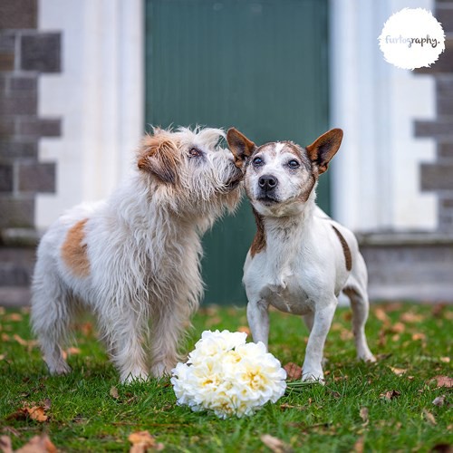 Những hình ảnh cực kỳ dễ thương của các cặp đôi chó trên thế giới - Ảnh 10.