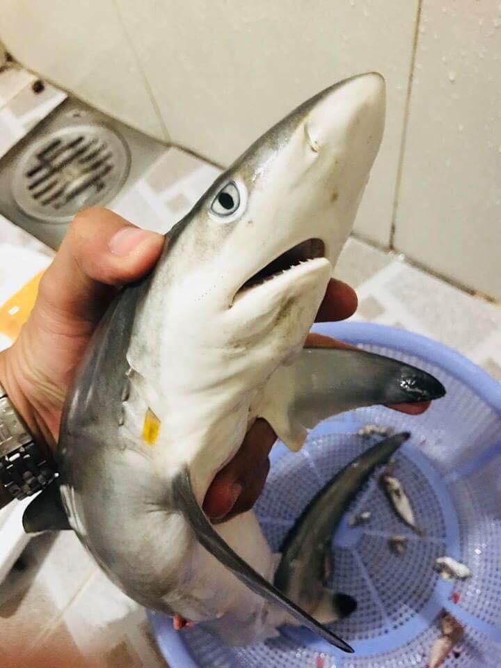 Nóng trên mạng: Chú cá mập trước khi vào nồi có khuôn mặt buồn như fan đội Đức - Ảnh 1. Nóng trên mạng: Chú cá mập trước khi vào nồi có khuôn mặt buồn như fan đội Đức - Ảnh 1.